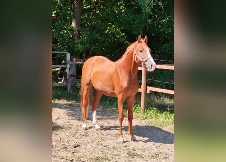 Pony tedesco, Stallone, 2 Anni, 148 cm, Sauro