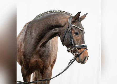 Pony tedesco, Stallone, 2 Anni, Baio scuro