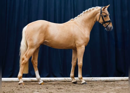 Pony tedesco, Stallone, 2 Anni, Palomino