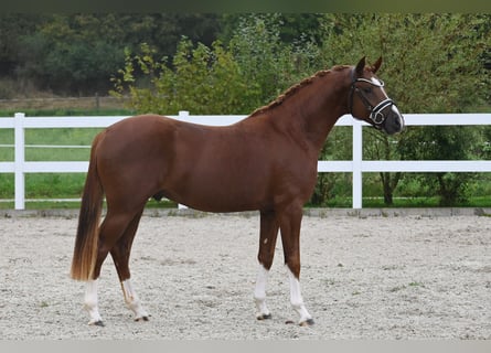 Pony tedesco, Stallone, 2 Anni, Sauro
