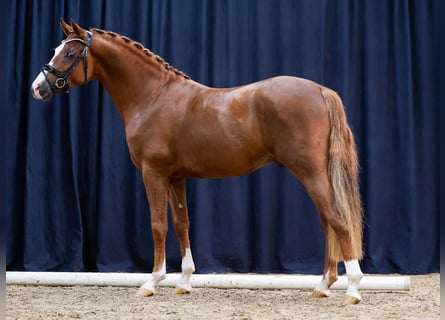 Pony tedesco, Stallone, 2 Anni, Sauro