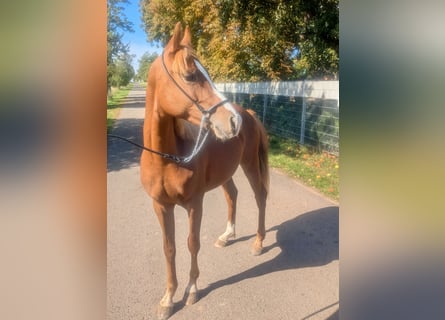 Pony tedesco Mix, Stallone, 3 Anni, 138 cm, Sauro