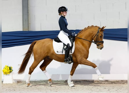 Pony tedesco, Stallone, 3 Anni, 144 cm, Sauro
