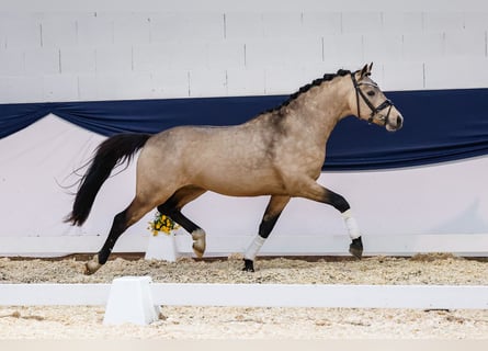Pony tedesco, Stallone, 3 Anni, 145 cm, Falbo