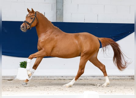 Pony tedesco, Stallone, 3 Anni, 145 cm, Sauro scuro