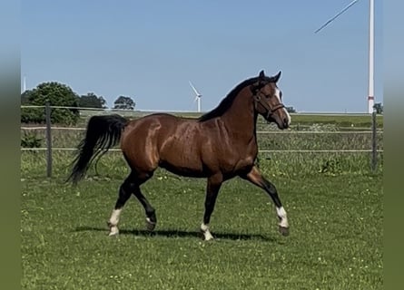 Pony tedesco, Stallone, 3 Anni, 146 cm, Baio