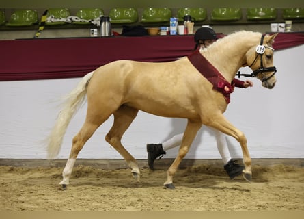 Pony tedesco, Stallone, 3 Anni, 146 cm, Palomino