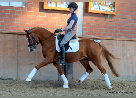 Pony tedesco, Stallone, 3 Anni, 146 cm, Sauro