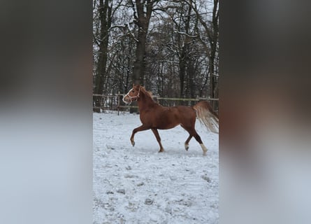 Pony tedesco, Stallone, 3 Anni, 146 cm, Sauro scuro