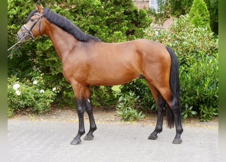 Pony tedesco, Stallone, 3 Anni, 147 cm, Baio