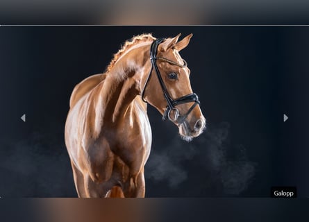 Pony tedesco, Stallone, 3 Anni, 147 cm, Sauro