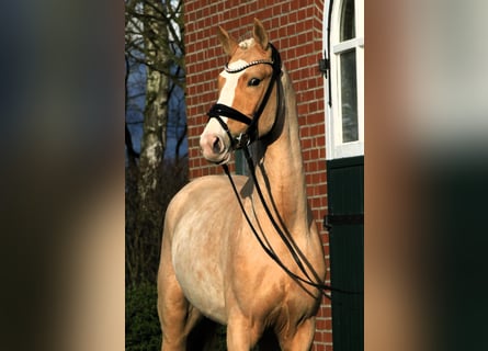 Pony tedesco, Stallone, 3 Anni, 148 cm, Palomino