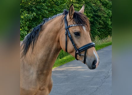 Pony tedesco, Stallone, 3 Anni, 148 cm, Pelle di daino