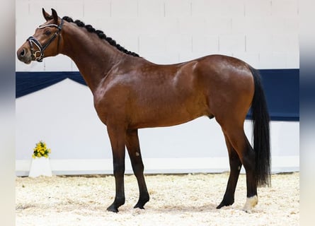 Pony tedesco, Stallone, 3 Anni, 152 cm, Baio