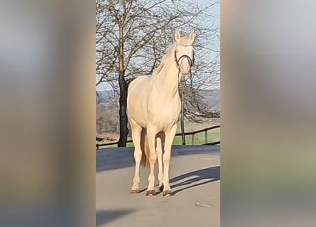 Pony tedesco, Stallone, 3 Anni, 155 cm, Cremello