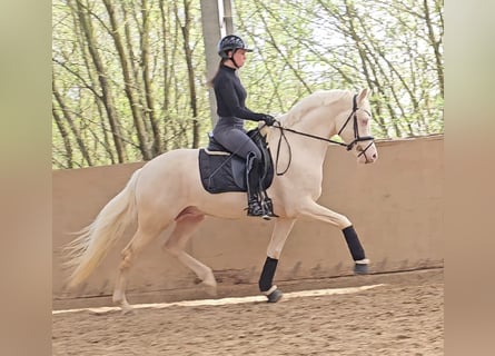 Pony tedesco, Stallone, 3 Anni, 156 cm, Cremello