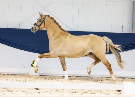 Pony tedesco, Stallone, 3 Anni, 156 cm, Sauro