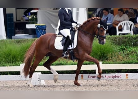 Pony tedesco, Stallone, 4 Anni, 146 cm, Sauro