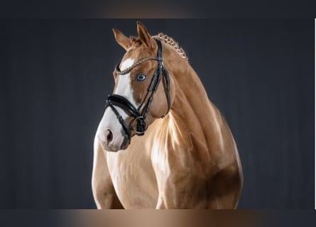 Pony tedesco, Stallone, 4 Anni, 147 cm, Sauro