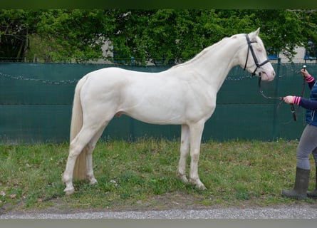 Pony tedesco, Stallone, 4 Anni, 148 cm, Cremello