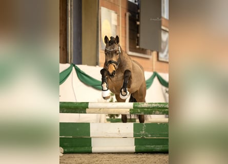 Pony tedesco, Stallone, 4 Anni, 148 cm, Pelle di daino