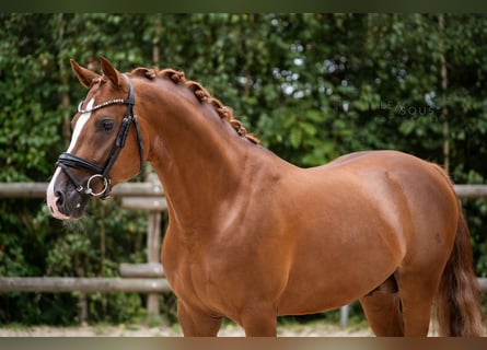 Pony tedesco, Stallone, 4 Anni, 148 cm, Sauro