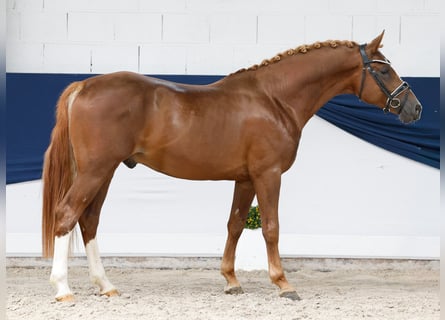 Pony tedesco, Stallone, 4 Anni, 149 cm, Sauro