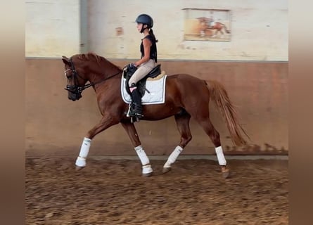 Pony tedesco, Stallone, 5 Anni, 148 cm, Sauro