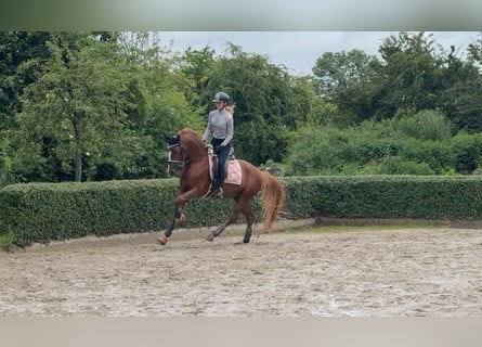 Pony tedesco, Stallone, 5 Anni, 148 cm, Sauro