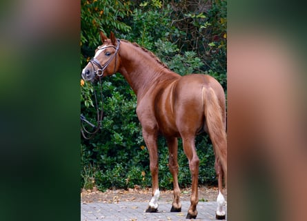 Pony tedesco, Stallone, 5 Anni, 148 cm, Sauro