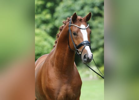 Pony tedesco, Stallone, 5 Anni, 152 cm, Sauro