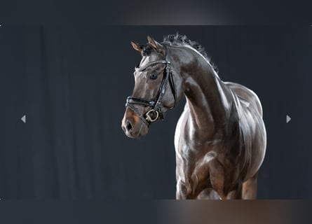 Pony tedesco, Stallone, 5 Anni, Baio scuro