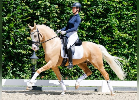 Pony tedesco, Stallone, 6 Anni, 148 cm, Palomino