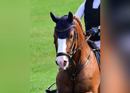 Pony tedesco, Stallone, 6 Anni, 148 cm, Sauro