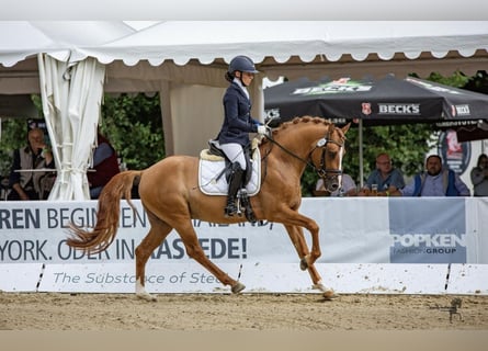 Pony tedesco, Stallone, 9 Anni, 148 cm, Falbo