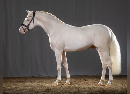 Pony tedesco, Stallone, 5 Anni, 145 cm, Cremello
