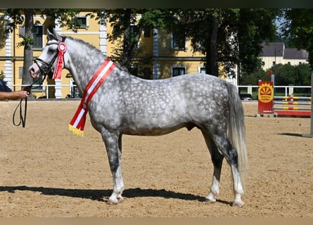Pony tedesco, Stallone, 7 Anni, 148 cm, Grigio