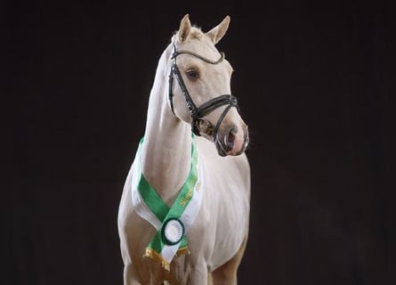 Pony tedesco, Stallone, 4 Anni, 147 cm, Palomino