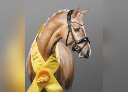 Pony tedesco, Stallone, 10 Anni, 146 cm, Palomino