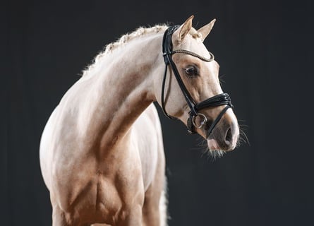 Pony tedesco, Stallone, 4 Anni, 146 cm, Palomino