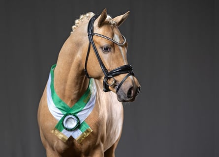 Pony tedesco, Stallone, 5 Anni, 145 cm, Palomino