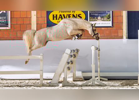 Pony tedesco, Stallone, 4 Anni, 147 cm, Palomino