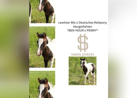 Pony tedesco Mix, Stallone, Puledri (04/2025), 140 cm, Pezzato