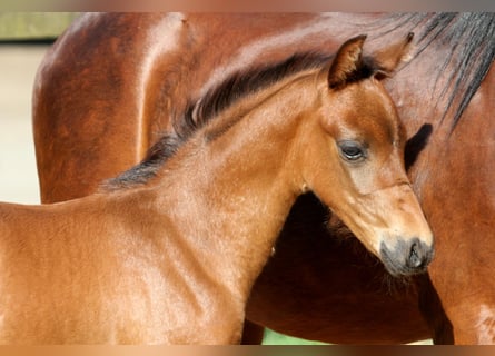 Pony tedesco, Stallone, Puledri (04/2024), 145 cm, Baio