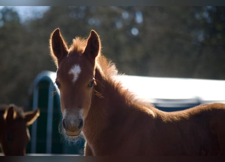 Pony tedesco, Stallone, , 145 cm, Sauro