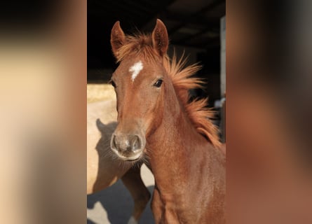 Pony tedesco, Stallone, Puledri (03/2025), 145 cm, Sauro