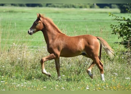 Pony tedesco, Stallone, Puledri (04/2026), 145 cm, Sauro