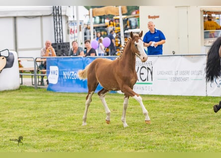 Pony tedesco, Stallone, Puledri
 (03/2024), 146 cm, Sauro