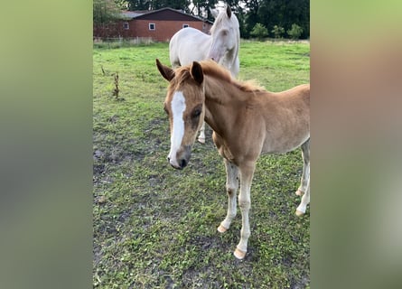 Pony tedesco, Stallone, Puledri
 (04/2024), 146 cm, Sauro