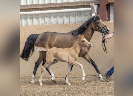 Pony tedesco, Stallone, Puledri
 (04/2024), 146 cm, Sauro ciliegia